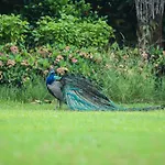 Welcomheritage Bal Samand Lake Palace