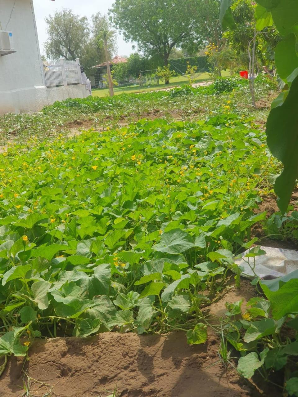 Farm Jodhpur Villa
