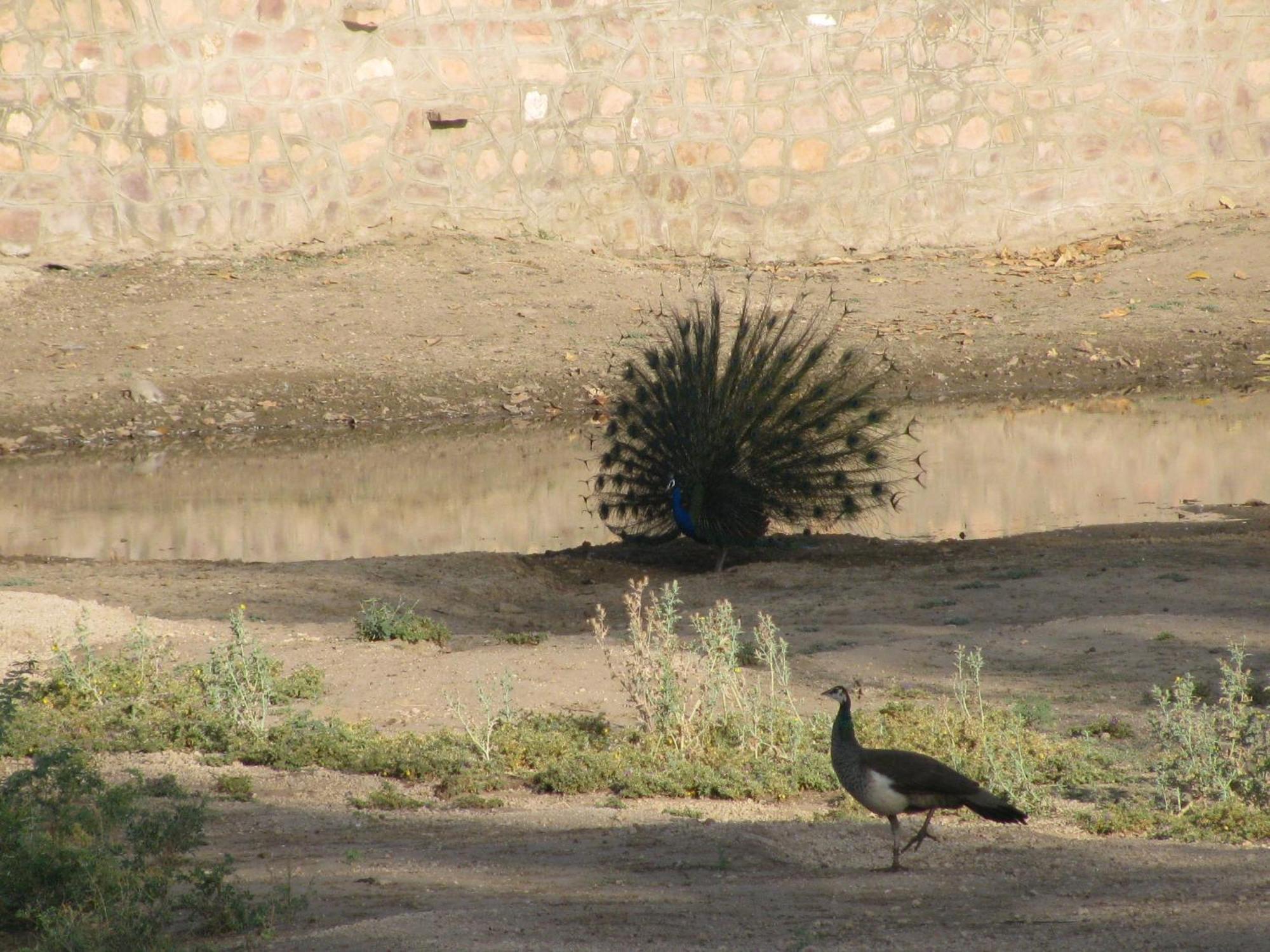 Chhotaram Prajapat Jodhpur (Rajasthan)