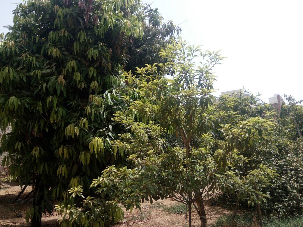 Luxury tent Nature Trail Camps & Jodhpur (Rajasthan)