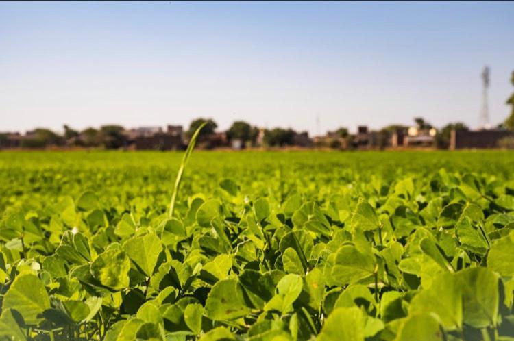 Villa Ananya Farms Paradise Jodhpur (Rajasthan)