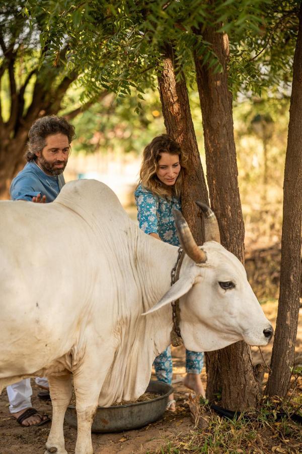 Surpura Bagh - A Luxury Boutique - Pure Vegetarian Jodhpur (Rajasthan)