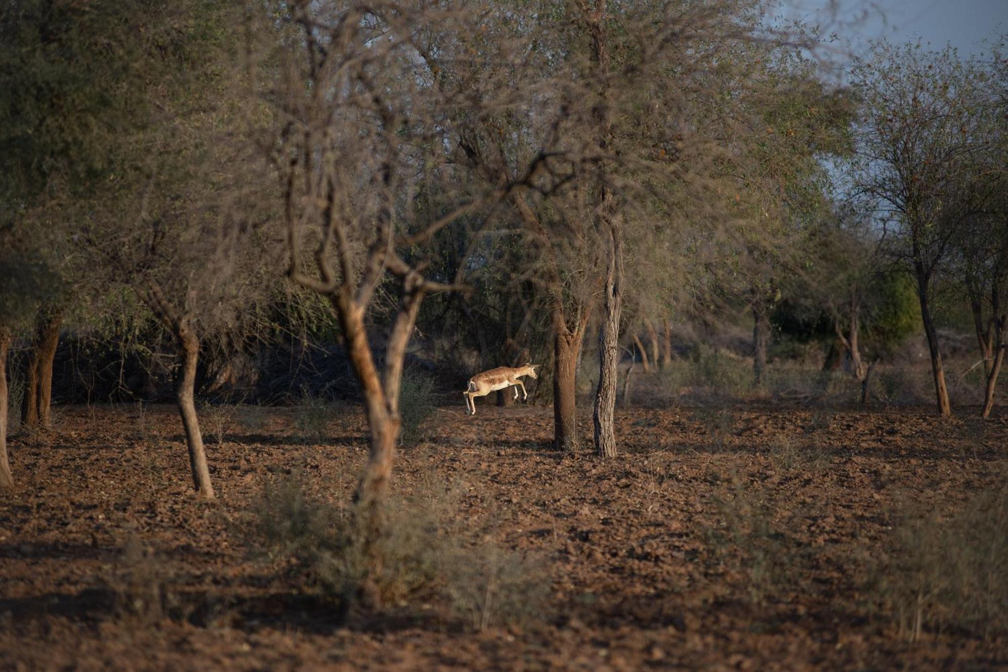 Kot Dunara - A 16th Century Castle Near Jodhpur Homestay *