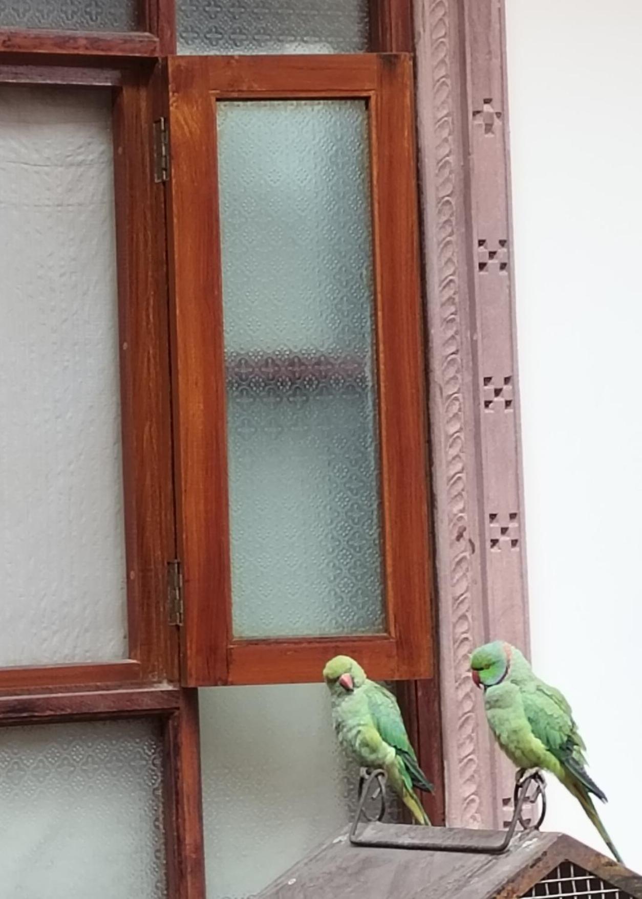 Hotel Rigmor Haveli Jodhpur (Rajasthan)